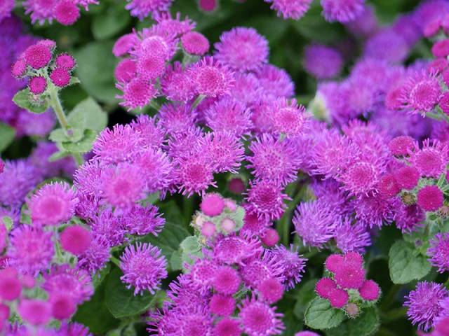 When to sow ageratum for seedlings + photo of flowers