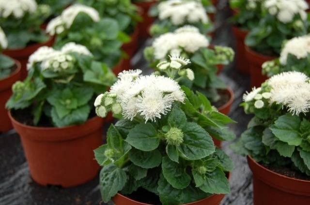 When to sow ageratum for seedlings + photo of flowers