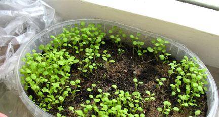 When to sow ageratum for seedlings + photo of flowers