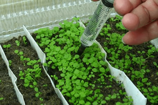 When to sow ageratum for seedlings + photo of flowers