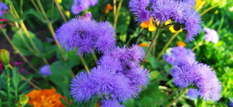 When to sow ageratum for seedlings + photo of flowers