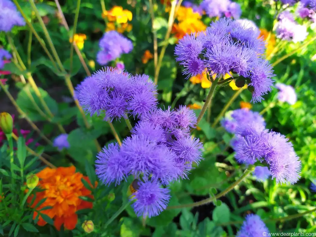 When to sow ageratum for seedlings + photo of flowers