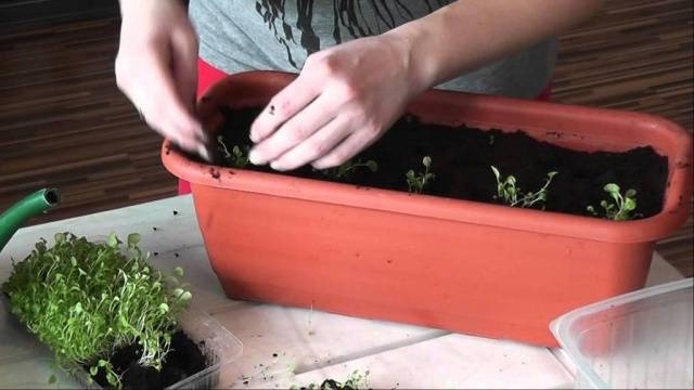 When to sow alissum seedlings at home