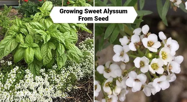 When to sow alissum seedlings at home