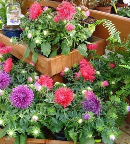 When to sow asters for seedlings