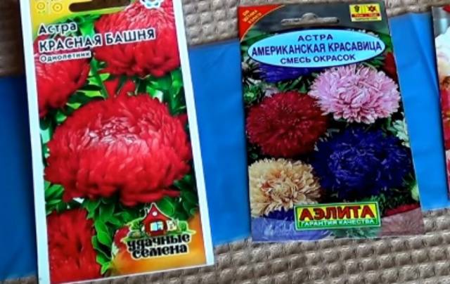 When to sow asters for seedlings