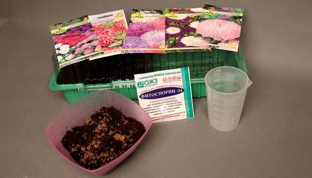 When to sow asters for seedlings