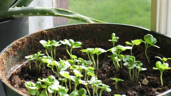 When to sow basil outdoors in spring: expert advice