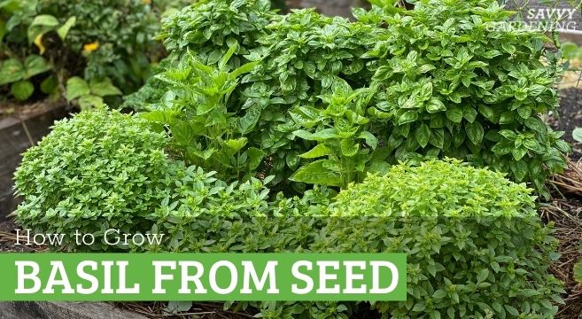 When to sow basil outdoors in spring: expert advice