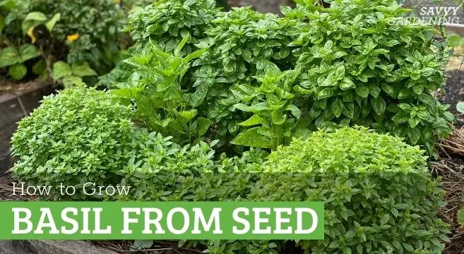 When to sow basil outdoors in spring: expert advice