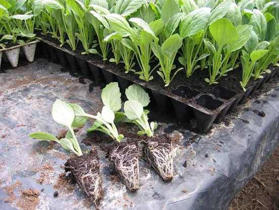 When to sow broccoli for seedlings