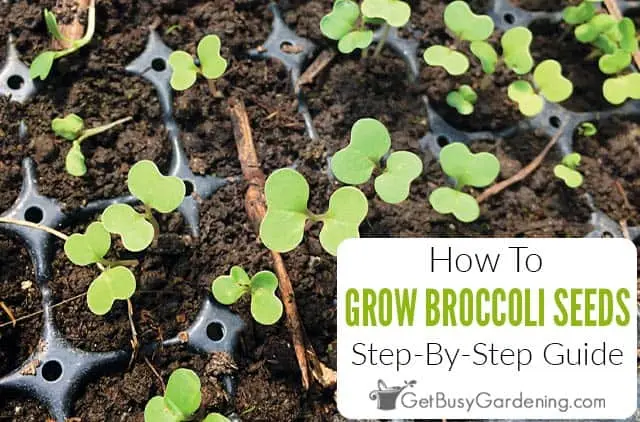 When to sow broccoli for seedlings