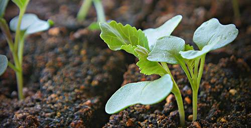 When to sow cabbage for seedlings in 2022