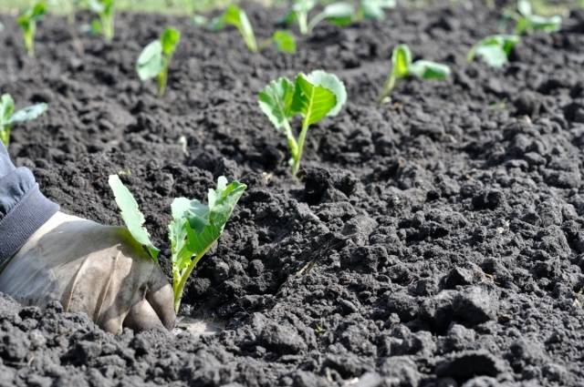 When to sow cabbage for seedlings in 2022