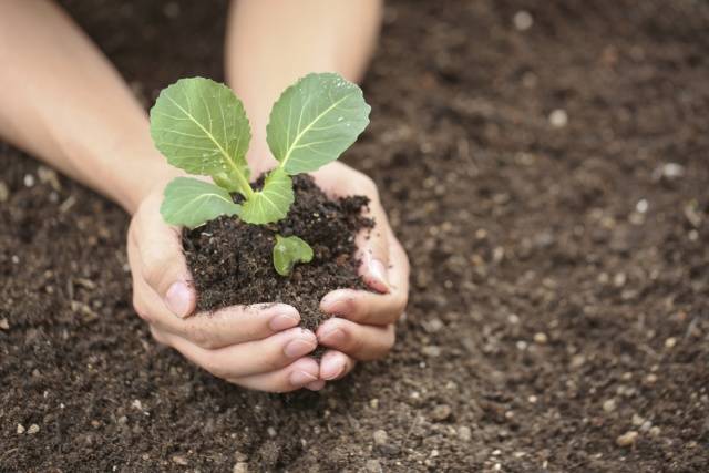 When to sow cabbage for seedlings in 2022