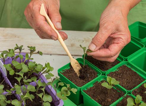 When to sow cabbage for seedlings in 2022