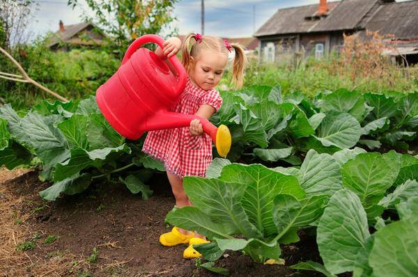 When to sow cabbage for seedlings in Siberia