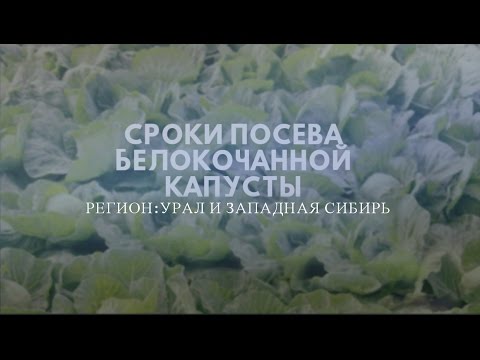 When to sow cabbage for seedlings in Siberia