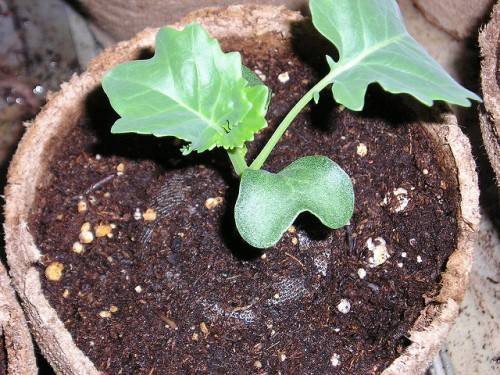 When to sow cabbage for seedlings in Siberia