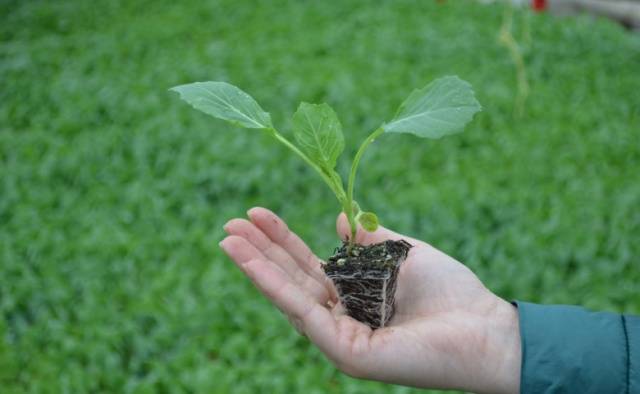 When to sow cabbage for seedlings in Siberia