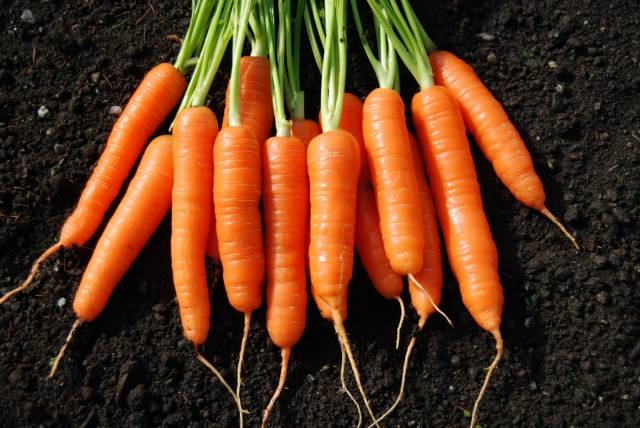 When to sow carrots according to the lunar calendar in 2022