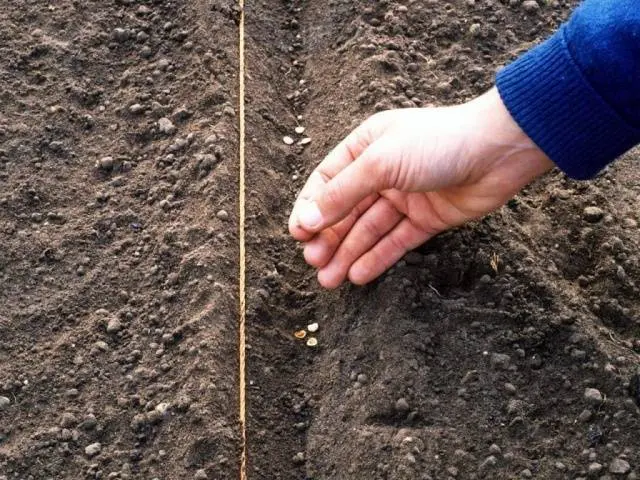 When to sow carrots according to the lunar calendar in 2022