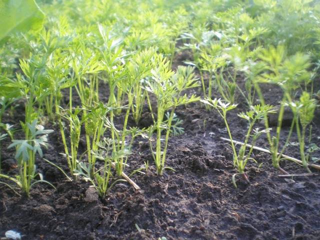 When to sow carrots in open ground in spring