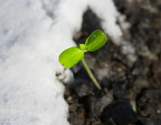 When to sow carrots in open ground in spring