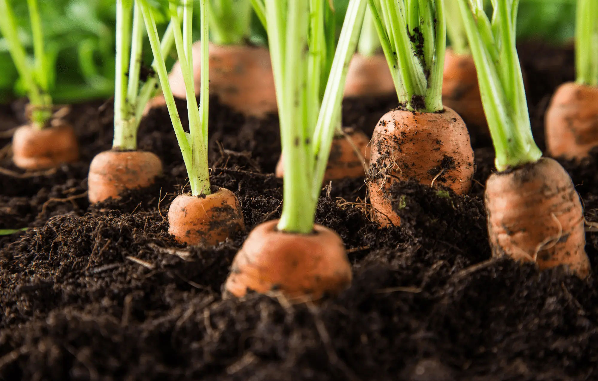 When to sow carrots in open ground in spring