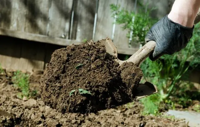 When to sow carrots in the Leningrad region 