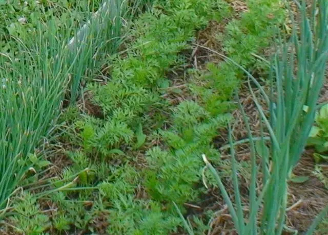 When to sow carrots in the Leningrad region 