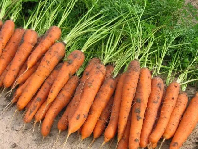 When to sow carrots in the Leningrad region 