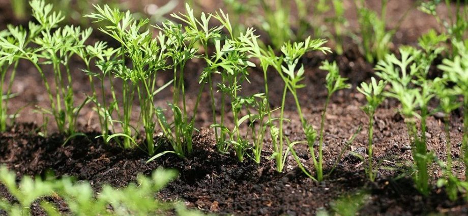 When to sow carrots in the Leningrad region 