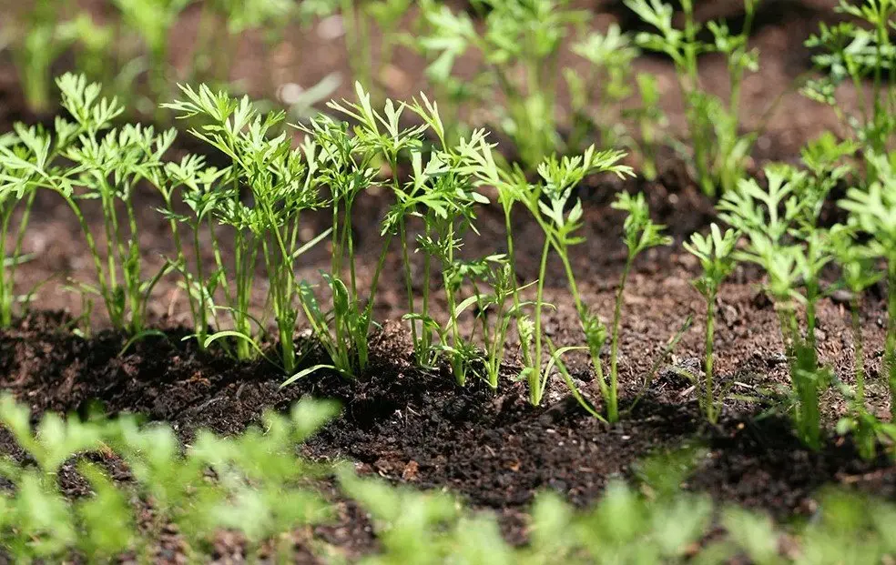 When to sow carrots in the Leningrad region 