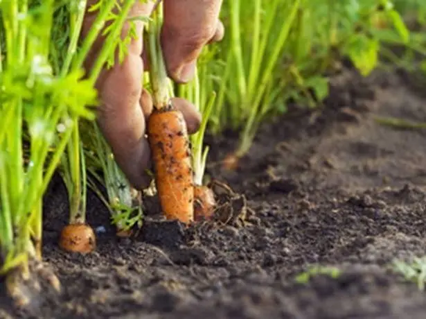 When to sow carrots in the suburbs