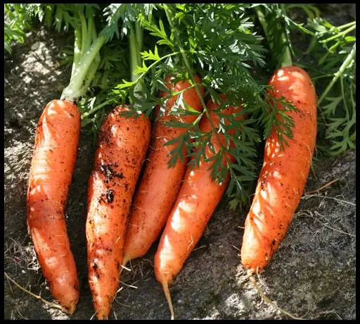 When to sow carrots in the suburbs