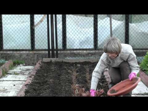 When to sow carrots in the suburbs