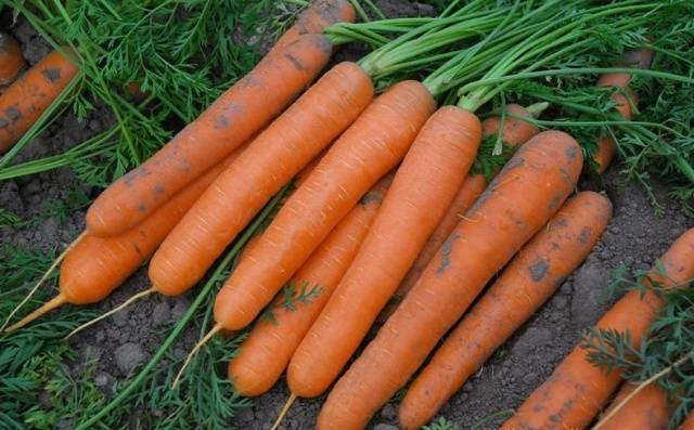 When to sow carrots in the suburbs