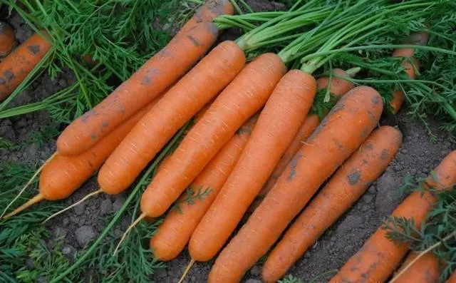 When to sow carrots in the suburbs