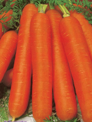 When to sow carrots in the suburbs