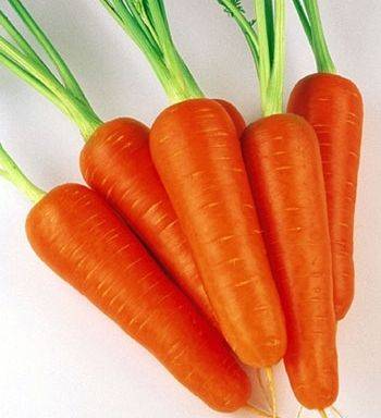 When to sow carrots in the suburbs