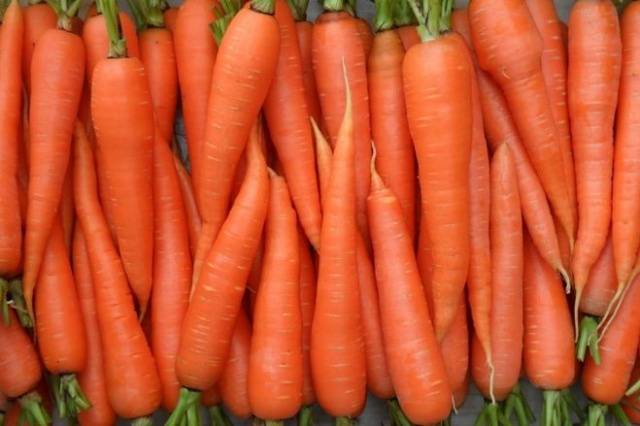 When to sow carrots in the suburbs