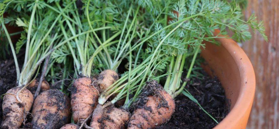 When to sow carrots in the suburbs