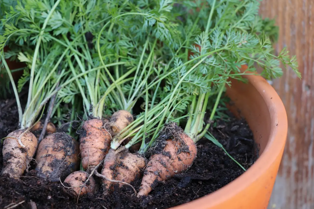 When to sow carrots in the suburbs