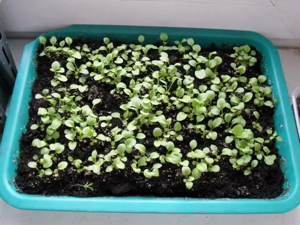 When to sow daisies from seeds for seedlings in spring: photos, sowing dates, planting flowers