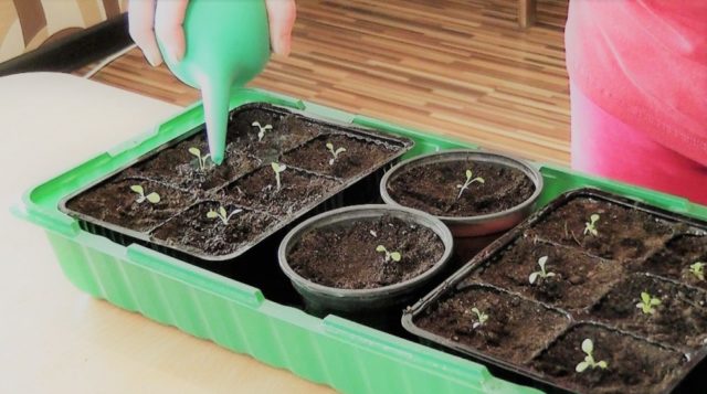 When to sow daisies from seeds for seedlings in spring: photos, sowing dates, planting flowers