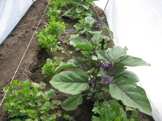 When to sow eggplant for seedlings in the suburbs