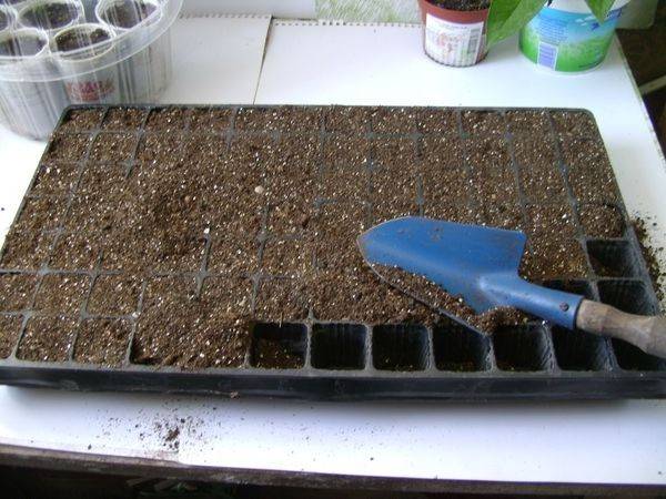 When to sow eggplant for seedlings in the suburbs