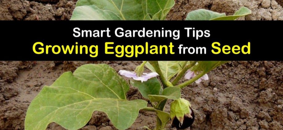 When to sow eggplant for seedlings in the suburbs