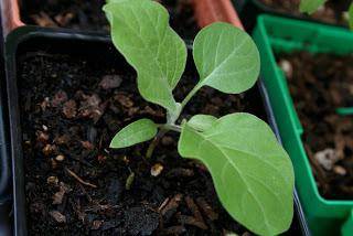 When to sow eggplant seedlings in Siberia